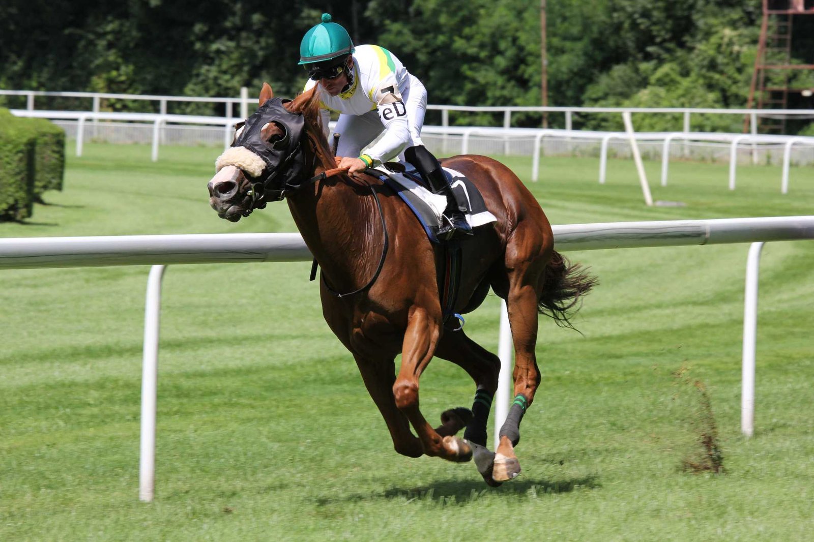 Racing Luck Unveiling the Thrills of Horse Betting at Saratoga Race Course